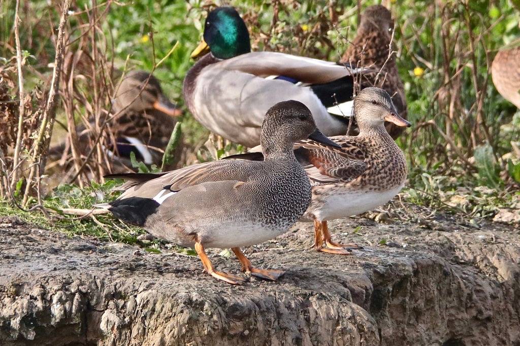 Gadwalls (Anas strepera) by markkilner is licensed under CC BY-NC-SA 2.0